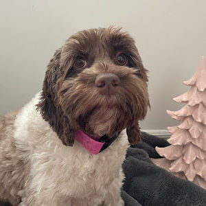 Meet your Posher, Bramley